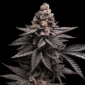 Tropicana Cookies Fast Version