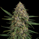 Skunk x Blueberry Fast Version