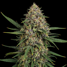 Skunk x Blueberry Fast Version