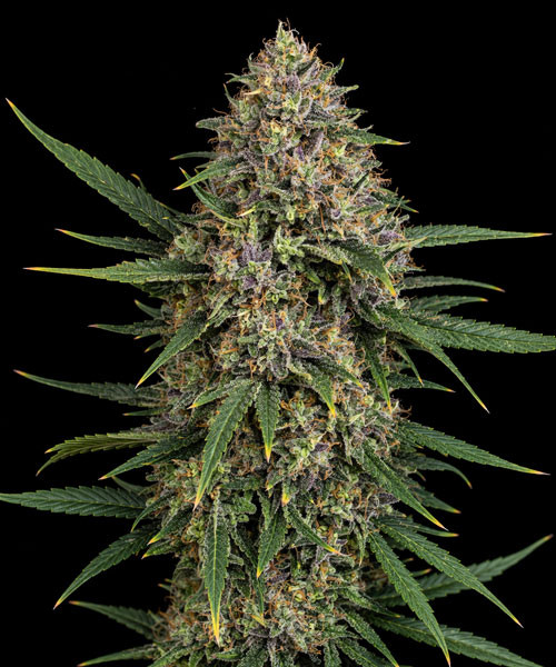Skunk x Blueberry Fast Version