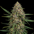 Skunk x Blueberry Fast Version