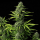 Critical x Fast Bud Auto