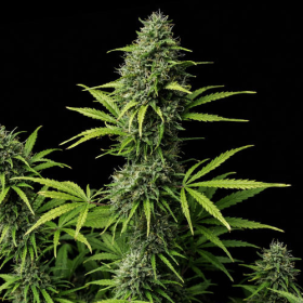 Critical x Fast Bud Auto