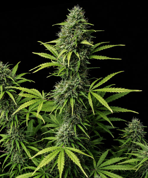 Critical x Fast Bud Auto