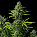 Critical x Fast Bud Auto