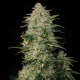Triple XL Auto