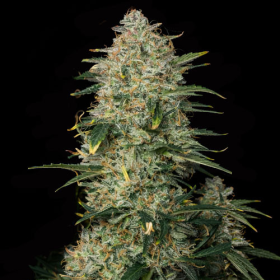 Triple XL Auto