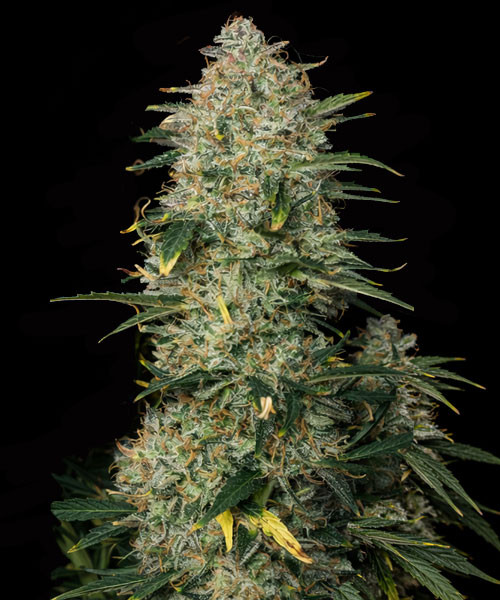 Triple XL Auto