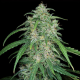 Black Jack Auto