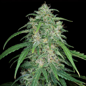Black Jack Auto