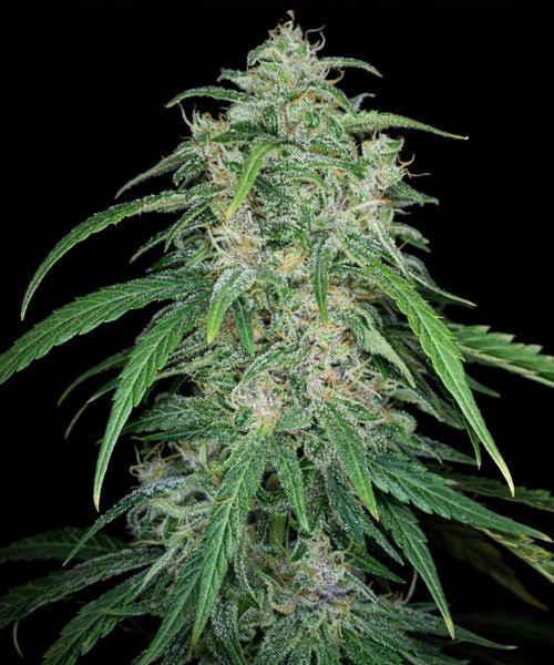 Black Jack Auto