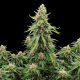 Candy Cane Mango Auto