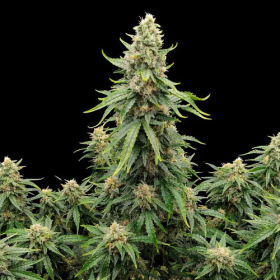Candy Cane Mango Auto