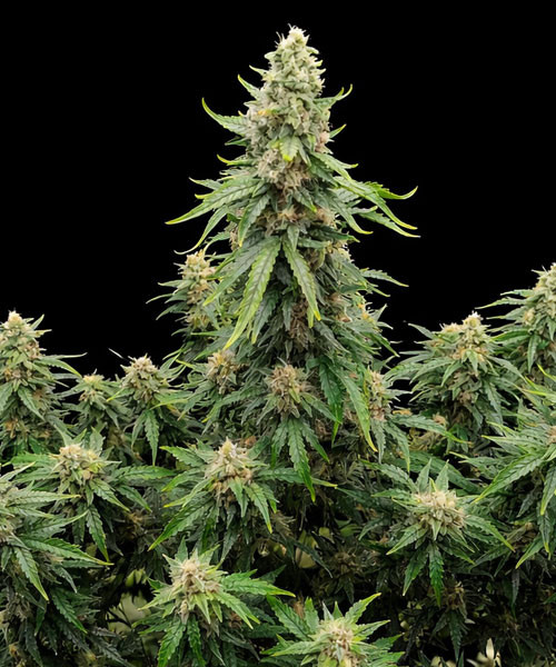 Candy Cane Mango Auto