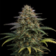 Sweet Zombie Auto