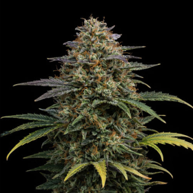 Sweet Zombie Auto