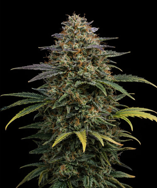 Sweet Zombie Auto