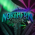 Northern Lights - BARNEY'S FARM