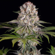 Amnesia Haze - BARNEY'S FARM