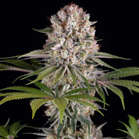 Amnesia Haze - BARNEY'S FARM