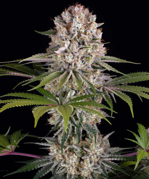 Amnesia Haze - BARNEY'S FARM