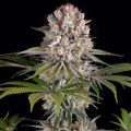 Amnesia Haze - BARNEY'S FARM