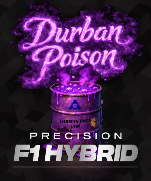 Durban Poison - BARNEY'S FARM
