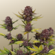 Purple Lemonade Auto RF3 - FASTBUDS