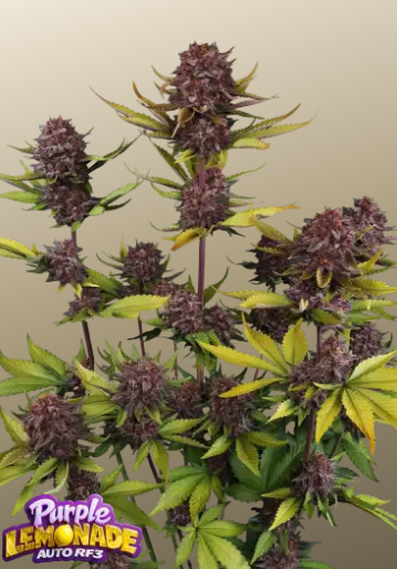 Purple Lemonade Auto RF3 - FASTBUDS