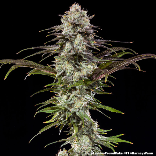London Pound Cake - BARNEY'S FARM
