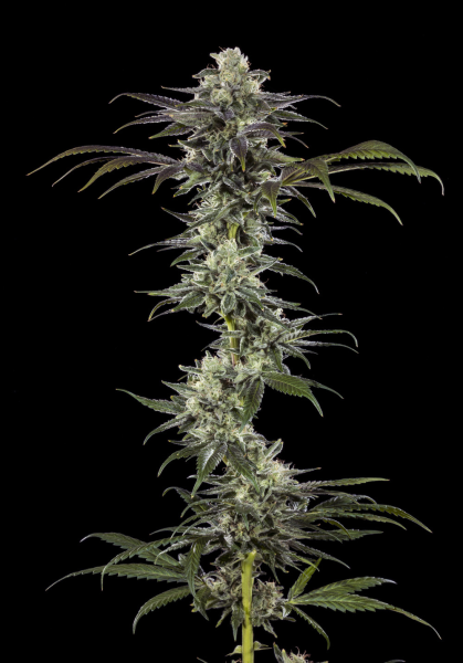 RS11 - BARNEY'S FARM