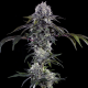 Durban Z - BARNEY'S FARM