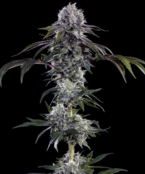 Durban Z - BARNEY'S FARM