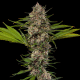 MAC 1 - BARNEY'S FARM