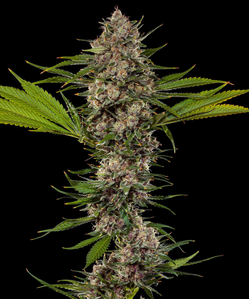 MAC 1 - BARNEY'S FARM