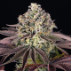GrandDaddy Purple - BARNEY'S FARM