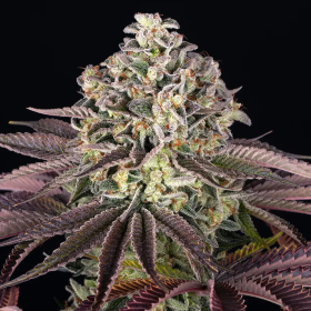 GrandDaddy Purple - BARNEY'S FARM