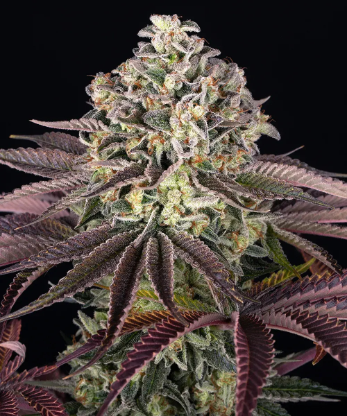GrandDaddy Purple - BARNEY'S FARM