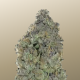 Garlic Mint Sherbet - FASTBUDS