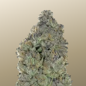 Garlic Mint Sherbet - FASTBUDS