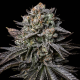 Bubblegum Gelato