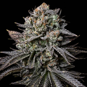 Bubblegum Gelato