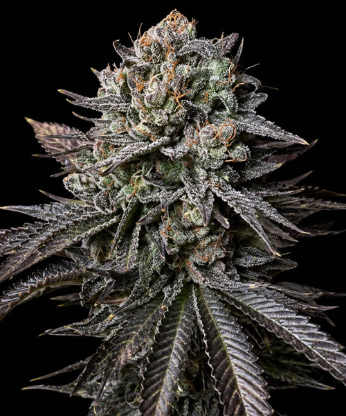 Bubblegum Gelato