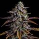 Glookies Auto