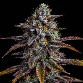 Glookies Auto