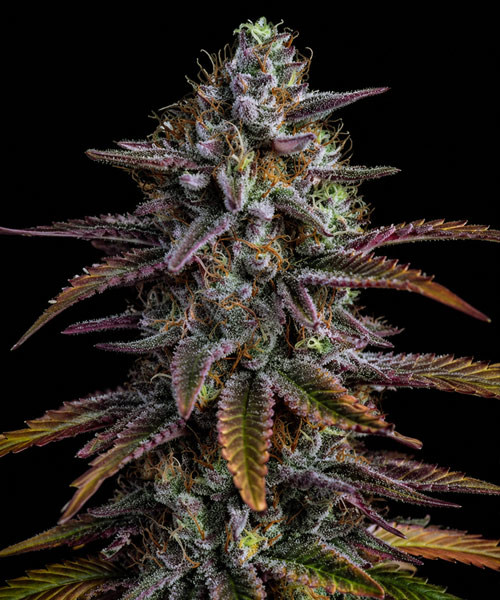 Glookies Auto