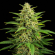 Diesel Auto