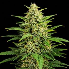 Diesel Auto