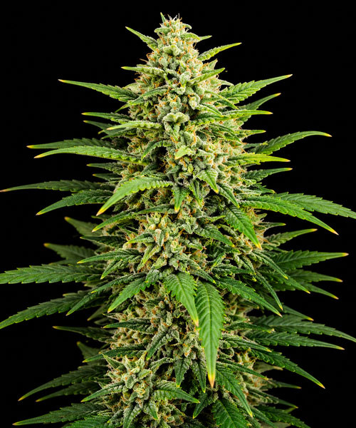 Diesel Auto