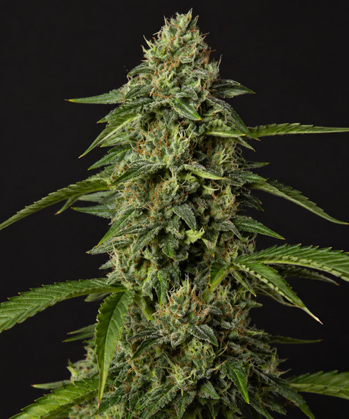 Fast Bud Auto